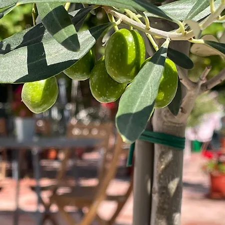 Hencz Balatonakarattya