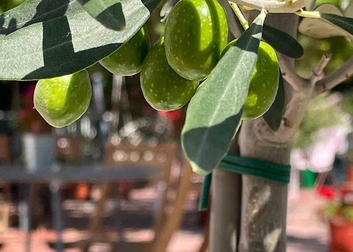 Hencz Vendeghaz バラトンアカラッチャ